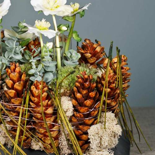 Article Cônes Strobus Pommes de pin de Weymouth Vernies 15-20cm 100pcs