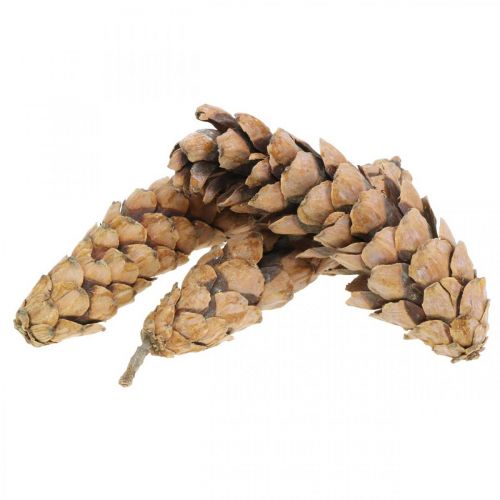 Article Pommes de pin Pin blanc Strobus Naturel Mixte 2,5kg