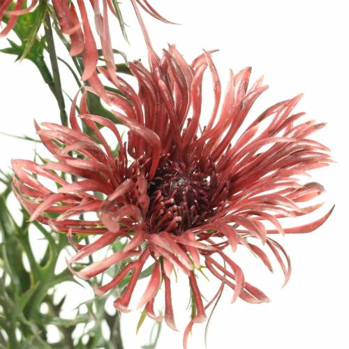 Floristik24 Branche Xanthium Bordeaux 69cm 3pcs