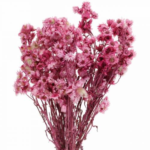 Floristik24 Fleurs Séchées Rose Fleurs Séchées Bouquet Fleurs Séchées Rose H21cm