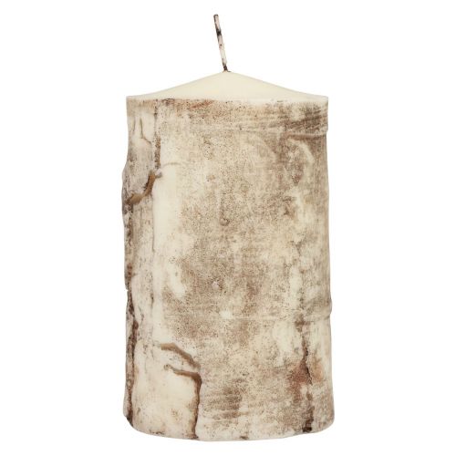 Floristik24 Bougie pilier en écorce d&#39;arbre, décor de bouleau, crème 140/80mm