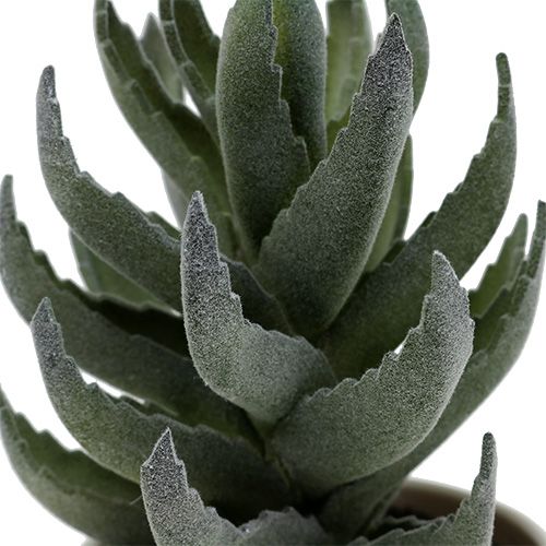 Floristik24 Succulente en pot 17cm verte