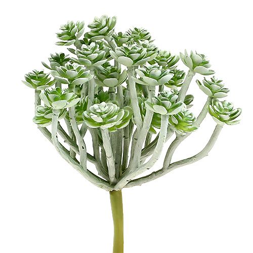 Article Plante succulente Echeveria 17cm Gris 3 pcs