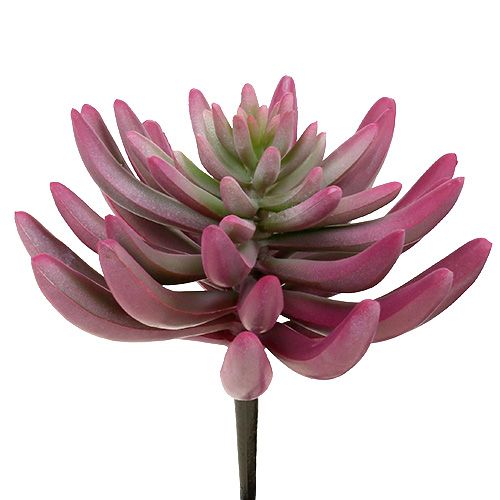 Floristik24.fr Plante succulente 15cm violet - acheter pas cher en ligne