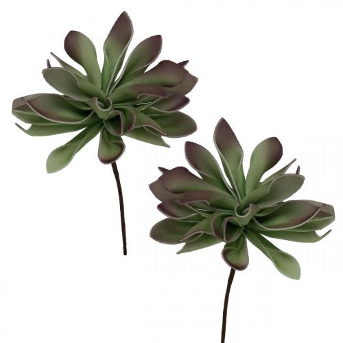 Floristik24 Succulente verte, bordeaux 10cm 12pcs