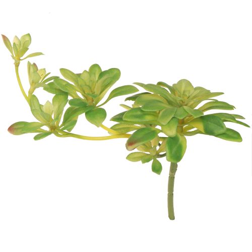 Floristik24 Plante artificielle succulente avec pic Aeonium Vert 30cm 4 pcs