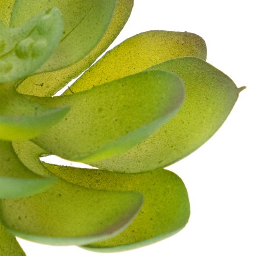 Kunstpflanze Sukkulente verte en plastique 9 cm pour décoration intérieure | Floristik24.fr