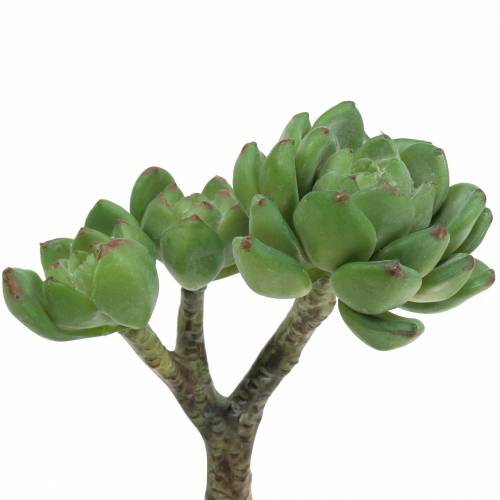 Floristik24 Succulente Echeveria artificielle Vert H15cm