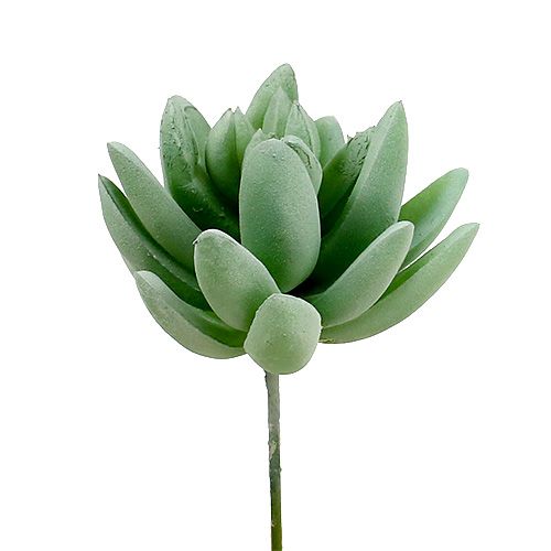 Echeveria Succulente Ø6.5cm L11cm 6pcs