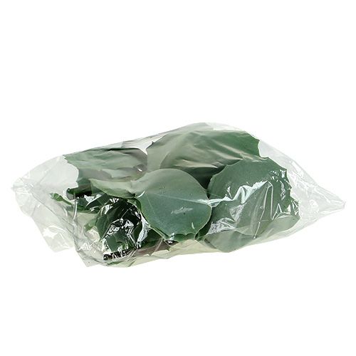 Floristik24 Succulente sédum L. 18 cm 4 p.