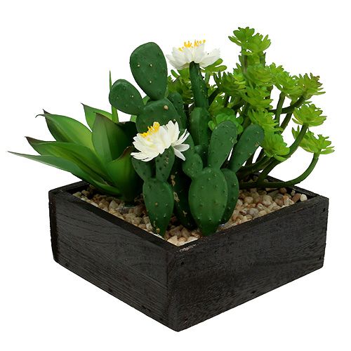 Floristik24 Succulente dans caisse en bois H. 14 cm