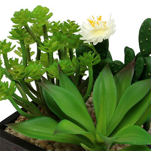 Floristik24 Succulente dans caisse en bois H. 14 cm