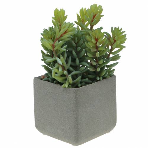 Sédum serpent succulent en pot H16cm