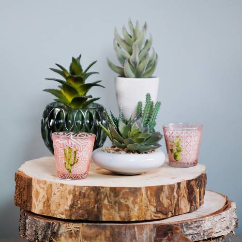 Floristik24 Succulente en pot 17cm verte