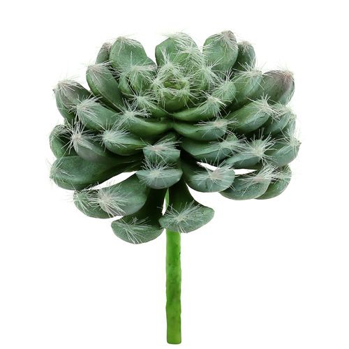 Article Succulente vert Ø 8,5 cm L. 13 cm