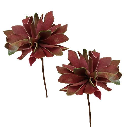 Floristik24 Succulentes rouge foncé Ø10cm 12pcs