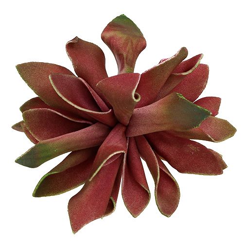 Floristik24 Succulentes rouge foncé Ø10cm 12pcs