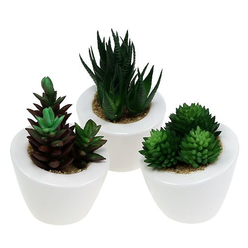 Floristik24 Mélange succulent en pot 9cm - 11cm 3pcs