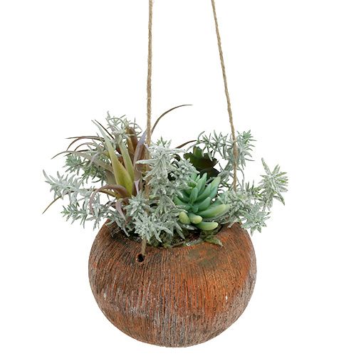 Floristik24 Succulente verte en pot à suspendre 24cm