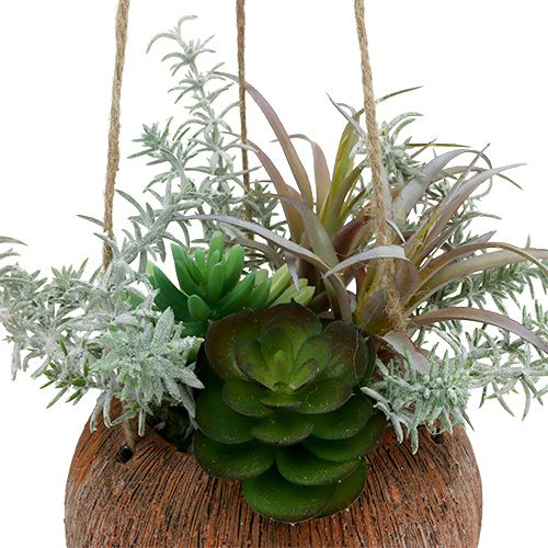 Article Succulente verte en pot à suspendre 24cm