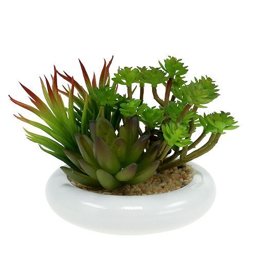 Floristik24 Plantes grasses en pot Ø12cm H11cm 1pc