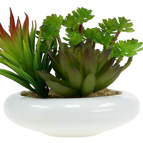 Floristik24 Plantes grasses en pot Ø12cm H11cm 1pc