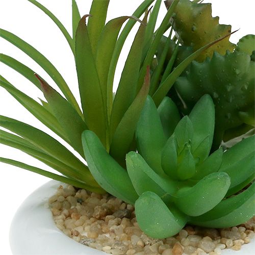 Floristik24 Plantes succulentes dans un pot en céramique Ø12cm