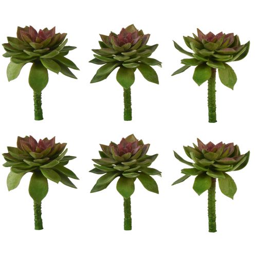 Floristik24 Succulente Pierre Rose 6cm Vert 6 Pièces