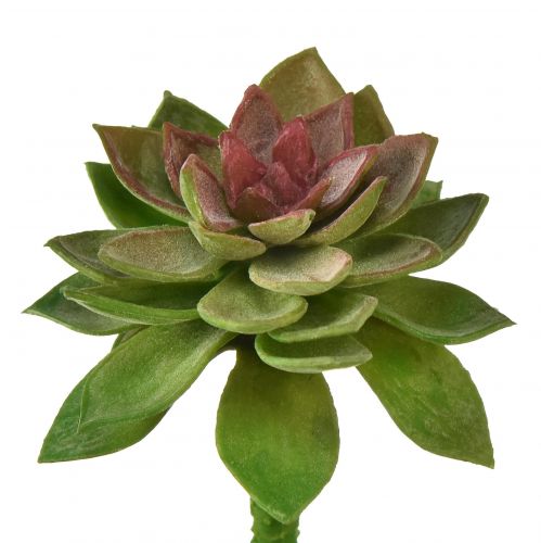 Article Succulente Pierre Rose 6cm Vert 6 Pièces
