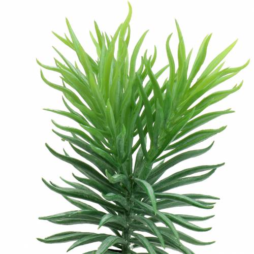 Floristik24 Succulente Senecio Séneçon Vert 20cm