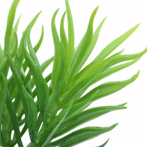 Floristik24 Succulente Senecio Séneçon Vert 20cm