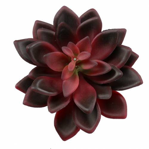 Floristik24 Joubarbe succulente Bourgogne 12cm