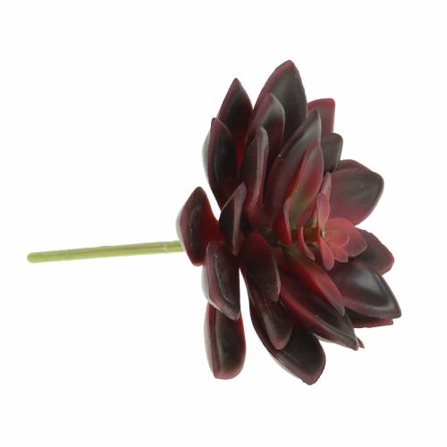 Floristik24 Joubarbe succulente Bourgogne 12cm