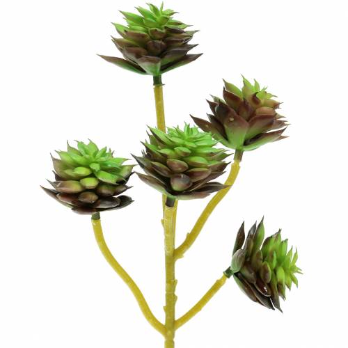 Floristik24 Cueillette Succulente Vert / Marron 35.5cm