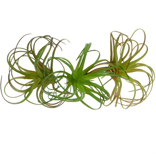 Floristik24 Tillandsia assorti 8cm 3pcs