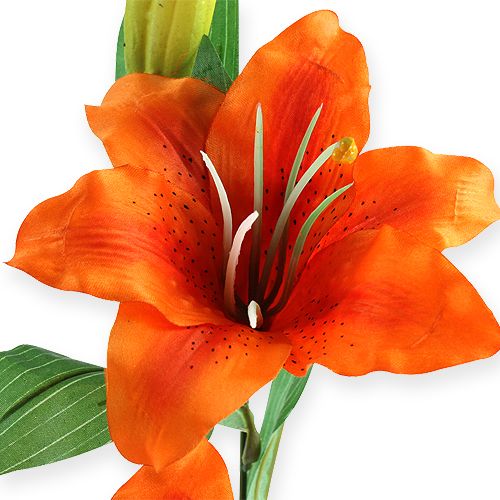 Floristik24 Lys tigre orange 47cm
