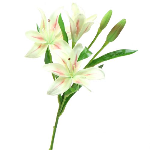 Floristik24 Lys Tigré Crème 60cm