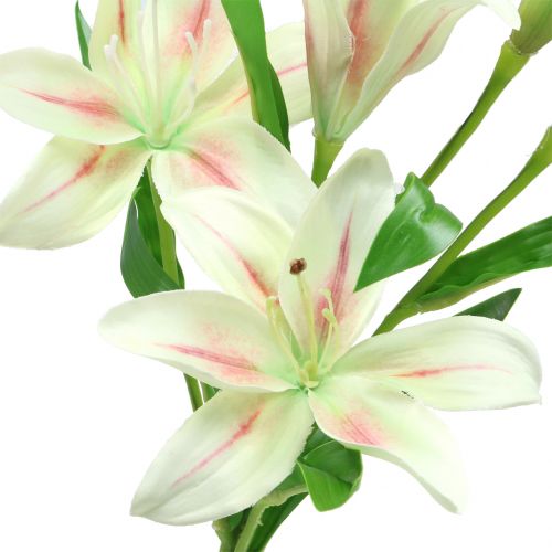 Floristik24 Lys Tigré Crème 60cm