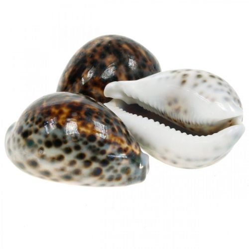 Floristik24 Cypraea tigris escargot tigre naturel 7cm - 8cm 11pcs