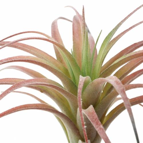 Floristik24 Tillandsia vert-rouge floqué 15cm 4pcs