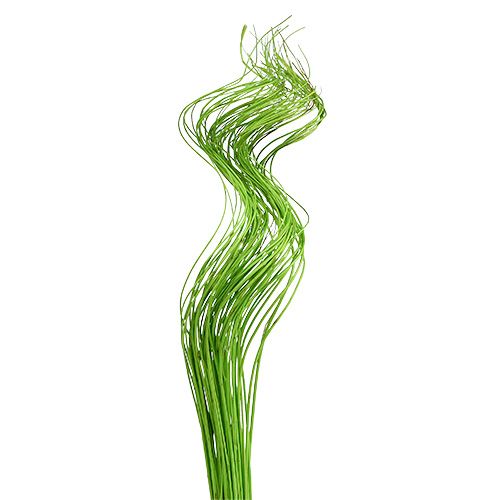 Floristik24 Ting Ting Bouclés 60cm Vert 40 pcs