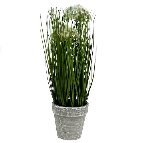 Floristik24 Herbe d’ornement en pot pour table, vert 30 cm