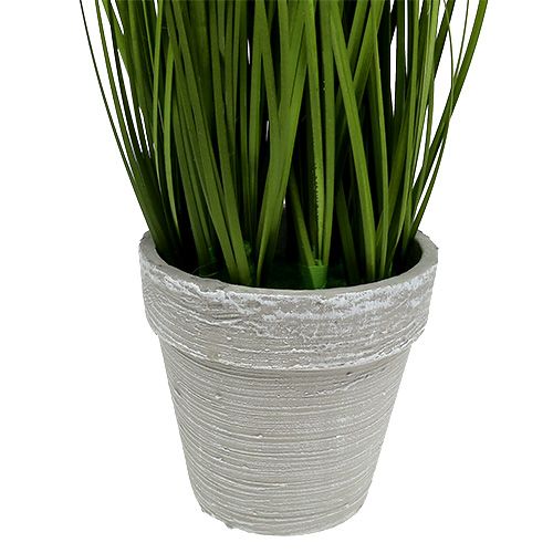 Floristik24 Herbe d’ornement en pot pour table, vert 30 cm