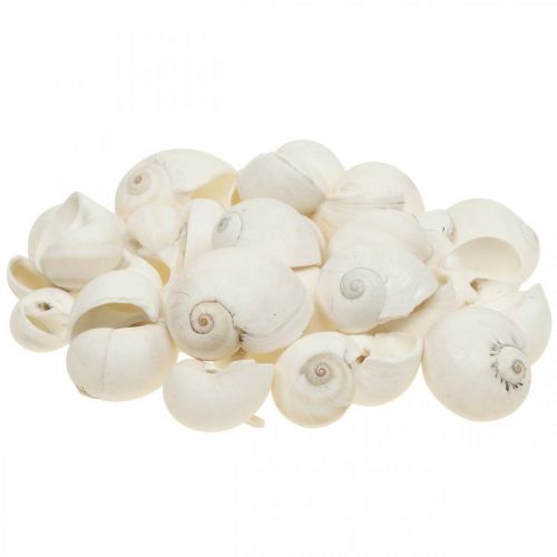 Floristik24 Déco de table maritime, coquilles d&#39;escargots vides blanc 3-4.5cm 500g