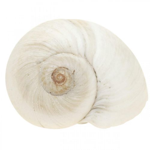 Article Déco de table maritime, coquilles d&#39;escargots vides blanc 3-4.5cm 500g