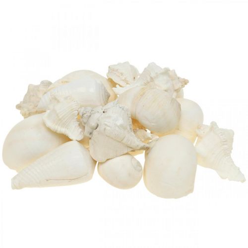 Floristik24 Déco de table maritime, coquilles d&#39;escargots vides blanc 4–5cm mix 500g