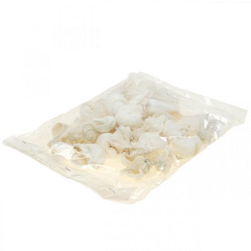 Floristik24 Déco de table maritime, coquilles d&#39;escargots vides blanc 4–5cm mix 500g