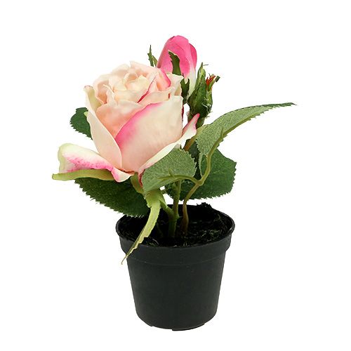 Floristik24 Rose en pot décoration de table crème 14 cm