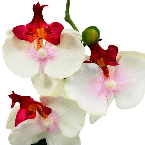 Floristik24 Décoration de table orchidée en pot crème H29cm