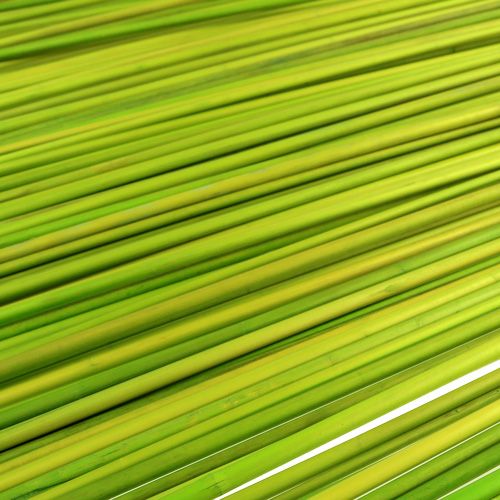 Article Bâtons décoratifs Tonkin 70cm vert clair 150 pièces